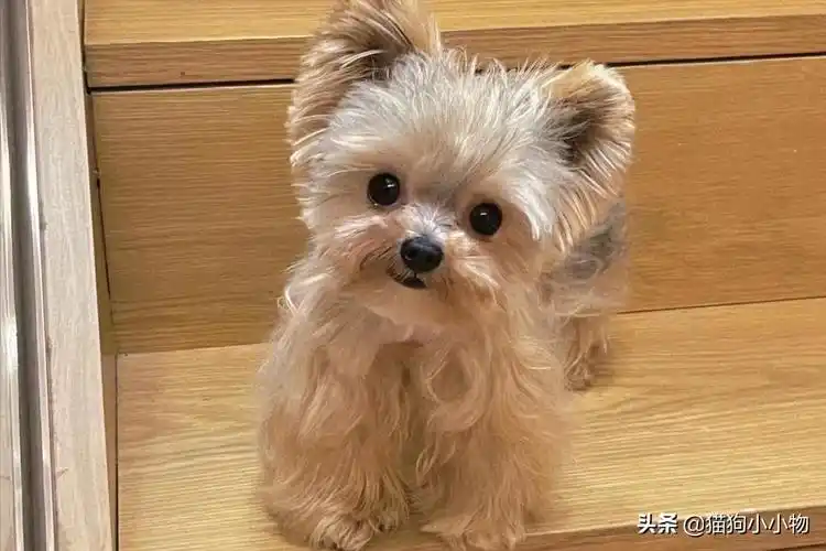 1,颜值爆表约克夏犬是很优秀的玩赏犬,体型小巧,造型多变,在加上一身