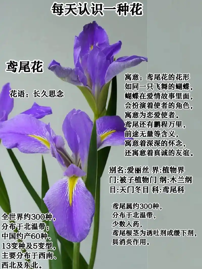 每天认识一种花-鸢尾花.花语:长久思念  寓意:鸢尾花的花形 - 抖音
