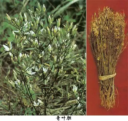 青叶胆(肝炎草,小青鱼胆,七疸药)