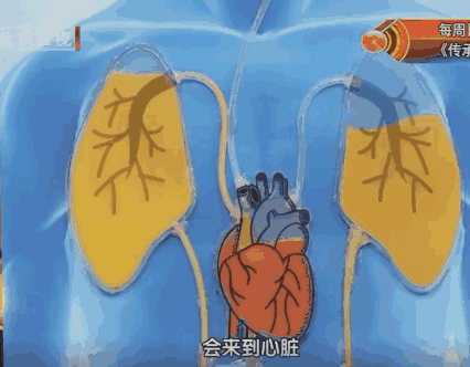 心脏分为右心和左心:右心收集全身回流的血液,泵入肺内;肺内的血液再