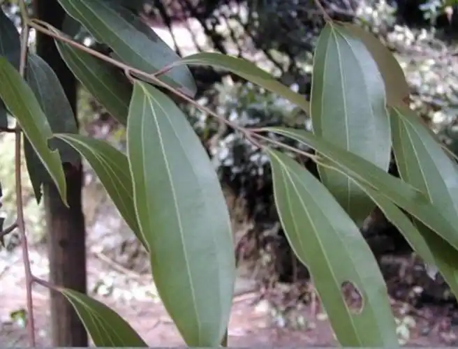 每周一堂中药课桂枝