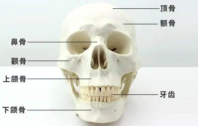 颅骨解剖模型培训医生颅盖颅腔颅底结构骨骼教学仪器