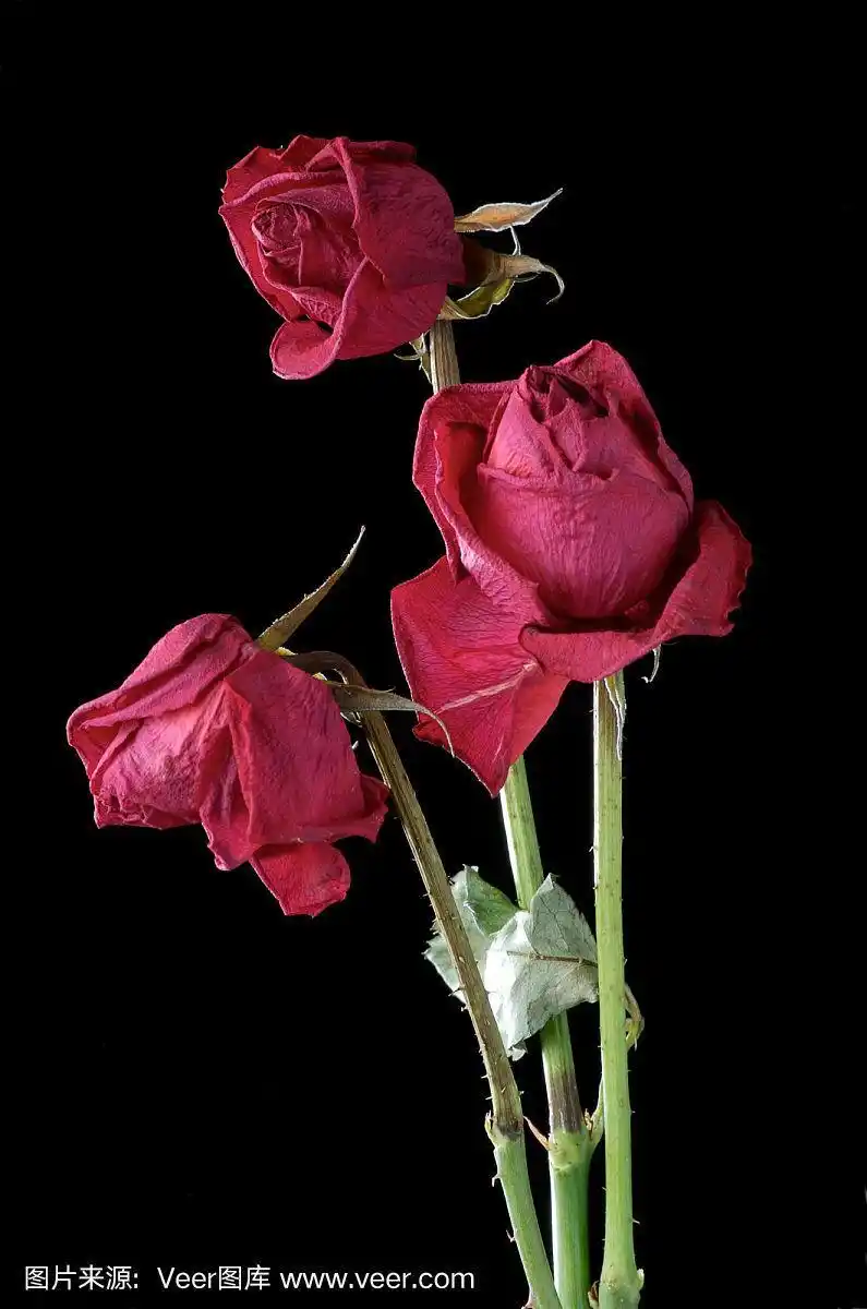 枯萎的红玫瑰孤立在黑色
