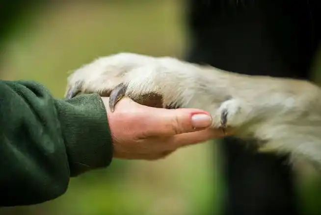 狼##狼犬##犬科动物