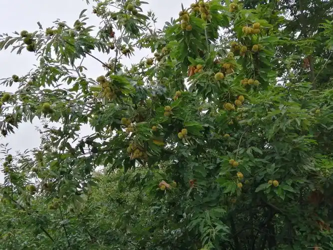 高坝村板栗成熟了,快来看看!