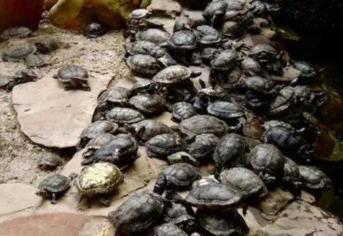 村民放生上万只乌龟,几天后到放生池查看,眼前的画面难以相信!