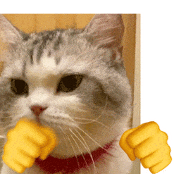 猫咪打拳表情动图猫咪打拳gif表情包大全