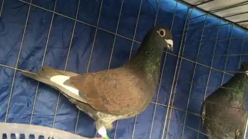 李鸟 纯种李鸟 国血 超远程