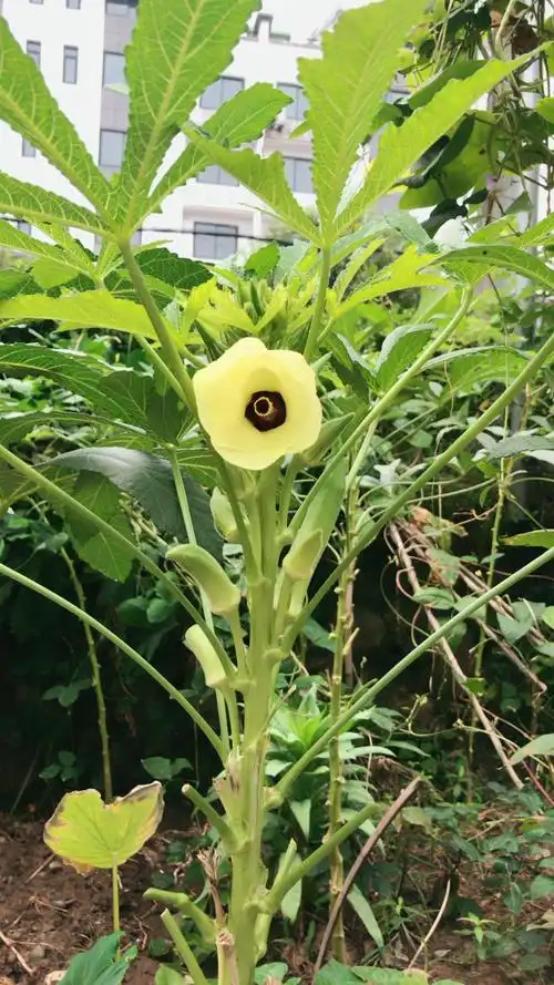 秋葵花,你看我干嘛