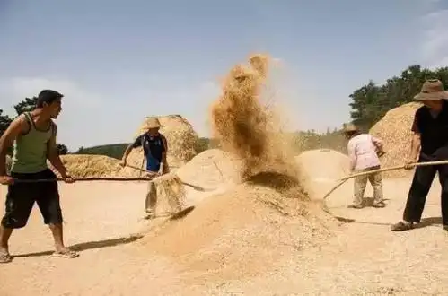 小时候农村收麦子的场景,看懂的全是70,80后