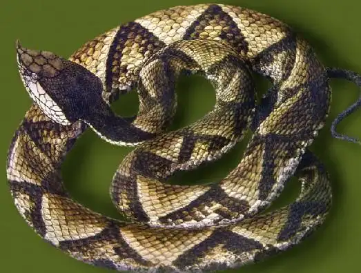 五步蛇广西的五步蛇蛇种