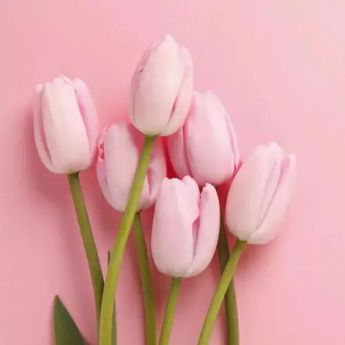 抖音精选小清新朋友圈背景图