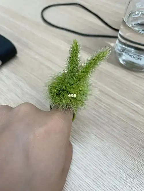狗尾巴草做的兔兔戒指
