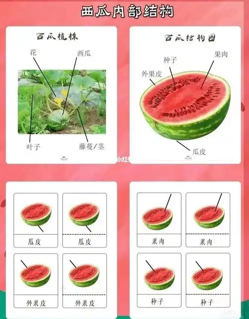 西瓜结构图