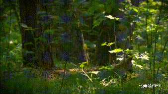 356_200gif 动态图 动图