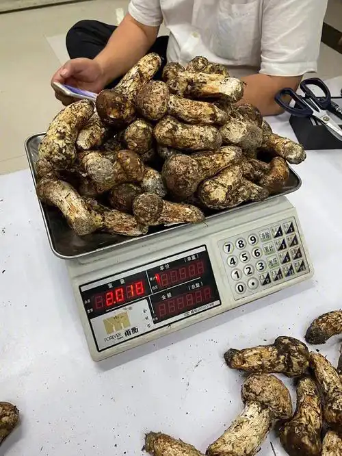 7472想吃松茸,又不想打理的,看过来