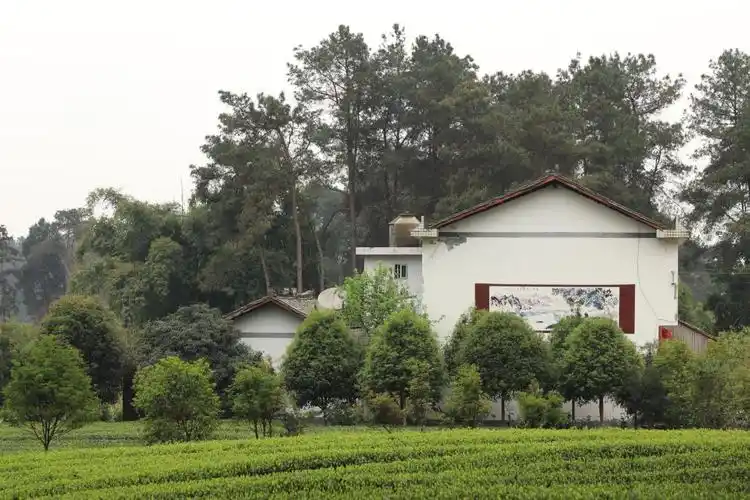 2019年4月初成都蒲江县成佳茶乡绿道景观.