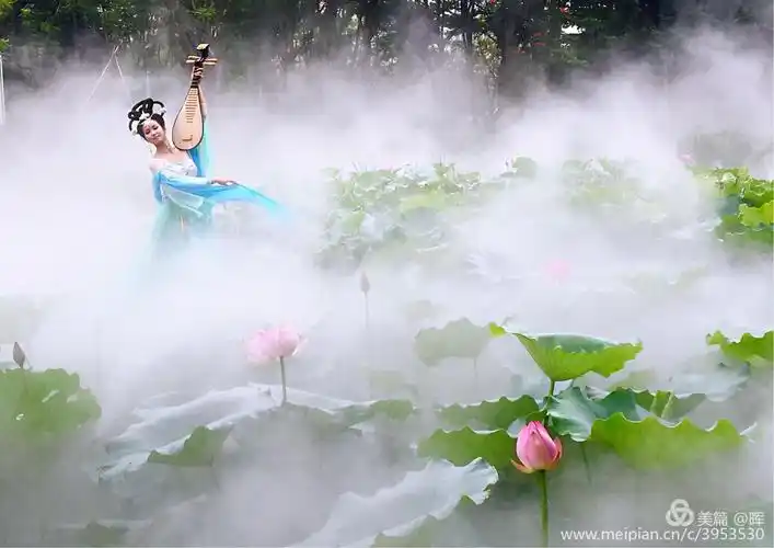 仙境般的夏日荷