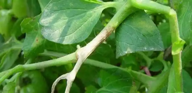 番茄菌核病症状,番茄菌核病怎样防治?