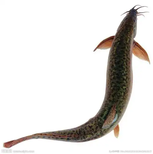 大家好,这是什么鱼?