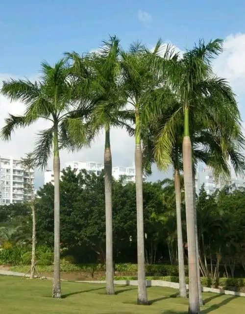 大王椰子的特性及主要用途