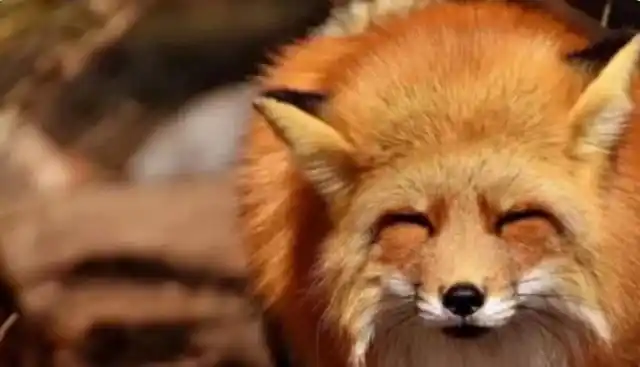 心理测试你最讨厌下面哪双狐狸眼一秒测出你情商的高低