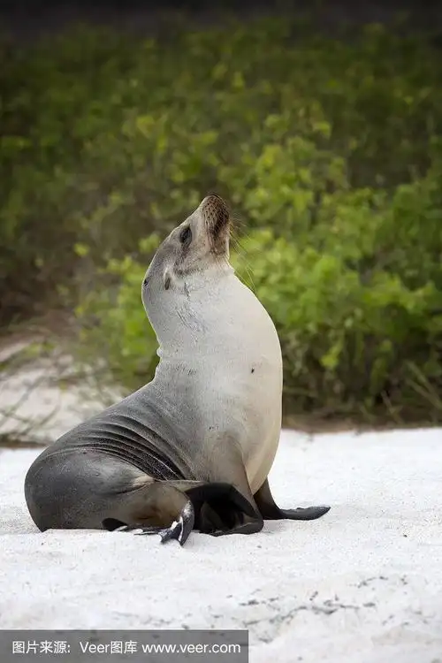 加拉帕戈斯群岛海狮