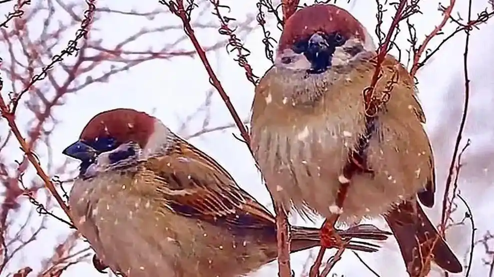 麻雀.#抖音图文来了 小麻雀没有孔雀那鲜艳美丽的羽毛,也没有 - 抖音