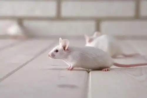 无人,走,横图,室内,特写,白天,侧面,宠物,野生动物,老鼠,朦胧,模糊