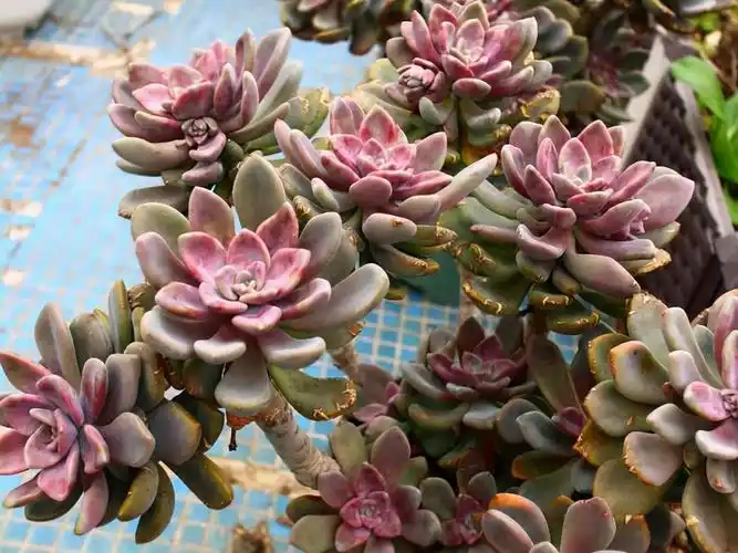 冬美人原名东美人,在多肉植物还没有兴起的时候,人