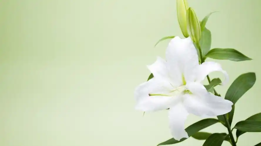 小清新养眼花卉桌面壁纸高清大图预览1920x1080_植物壁纸下载_美桌网