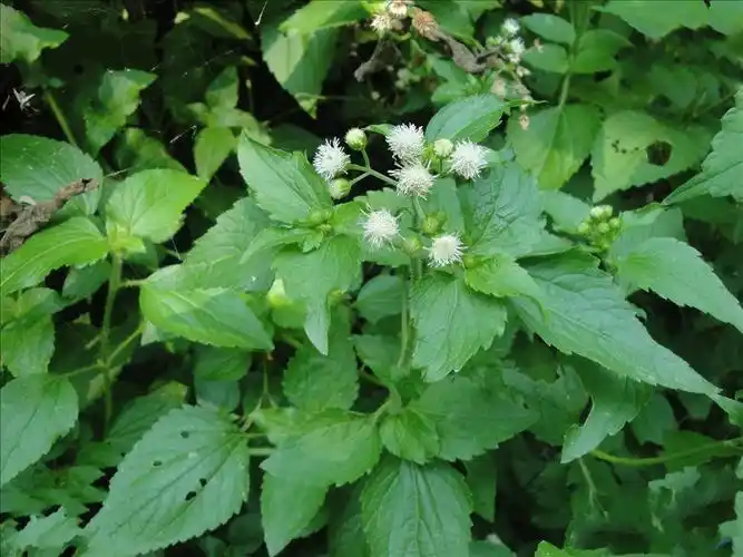 p>假臭草(学名: i>praxelis clematidea  /i>(griseb.) r. m.