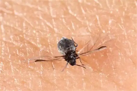 世界十大最毒蚊子:主要分布在热带地区(蚊子的毒性)