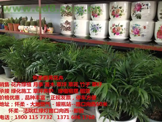 怀柔绿植租摆公司密云绿植租摆花卉市场批发基地