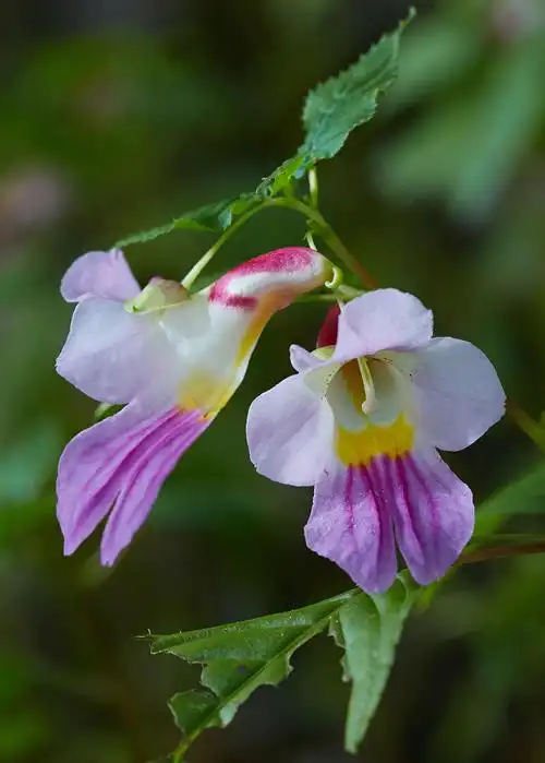 稀奇!花朵形状像鹦鹉一模一样的花你见过吗?