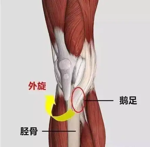 鹅足滑囊炎可以做些什么治疗呢?