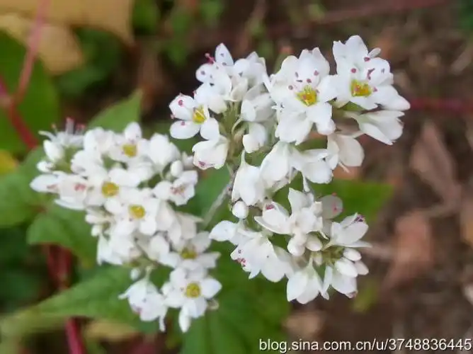 don) hara ~ 别称:苦荞麦,天荞麦,赤地利,透骨消,苦荞头,野荞麦,土