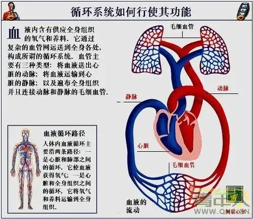 血液循环的循环系统血液循环系统的手抄报 第1页血液循环系统的手抄报