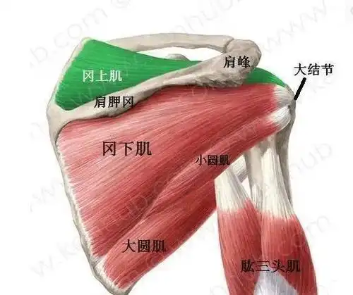 肩胛区疼痛冈下肌是祸首