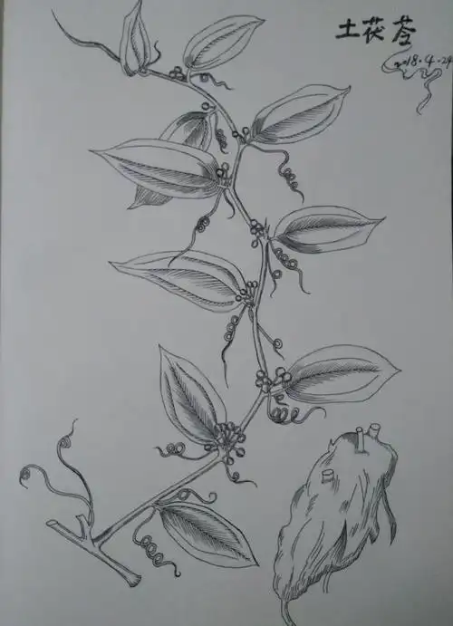 大漠走青牛的相册-中草药集