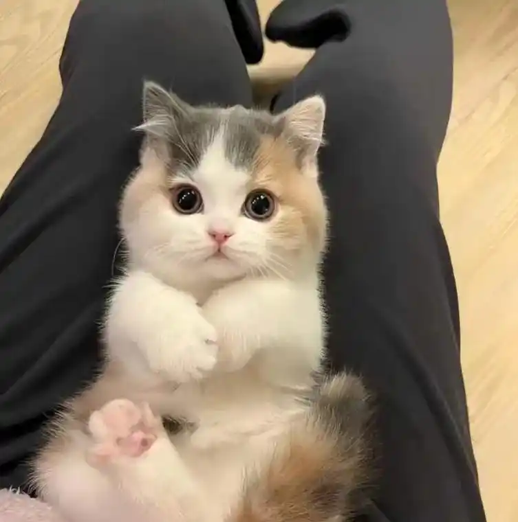 可爱的三花妹妹.英短三花  开脸很正 超级可爱 性格很好 特 - 抖音