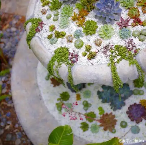 多肉植物造景案例