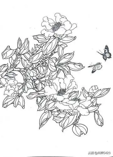 山茶花白描画谱