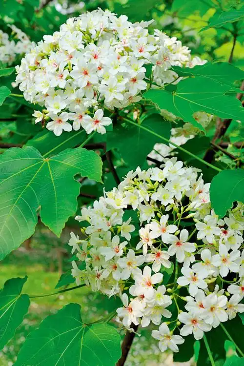 民间所谓的油桐,实际指两种树木:木油桐又名千年桐,花稍小,叶片多分裂