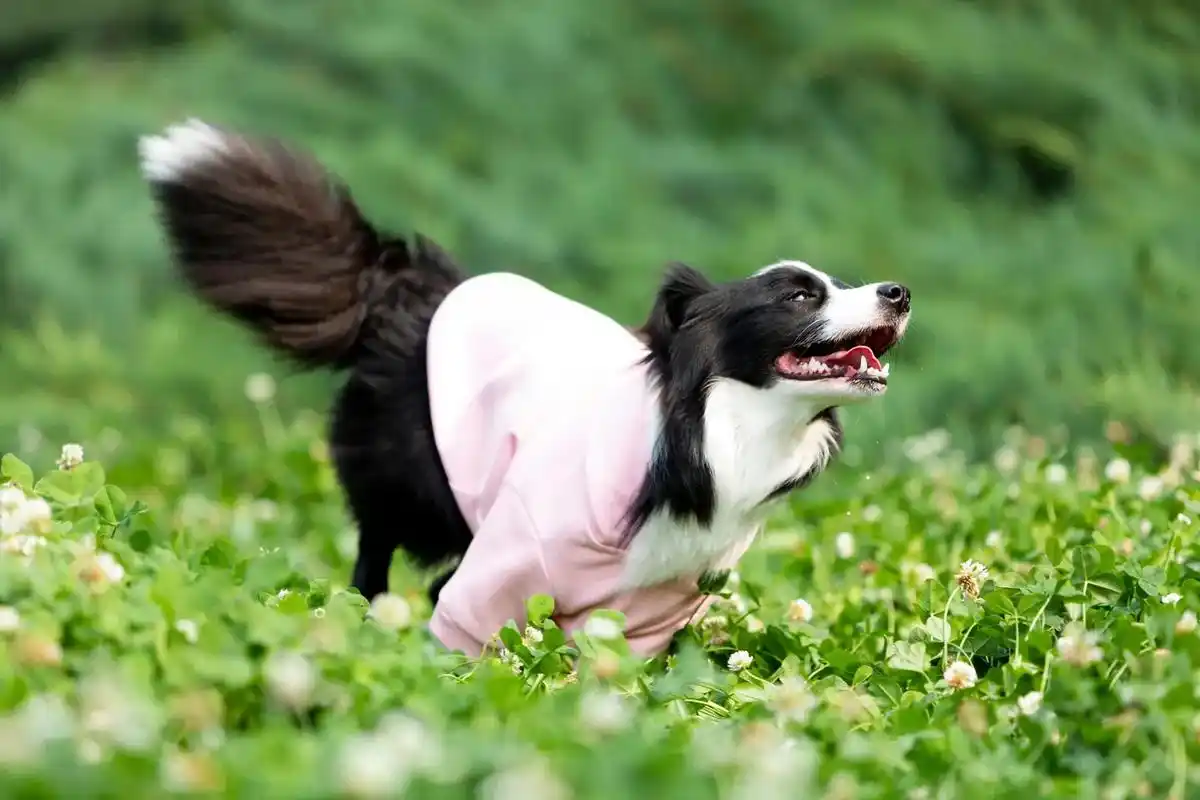 边牧.奔跑的边牧#边牧 #抖in萌宠计划 #宠物摄影 #狗狗 - 抖音