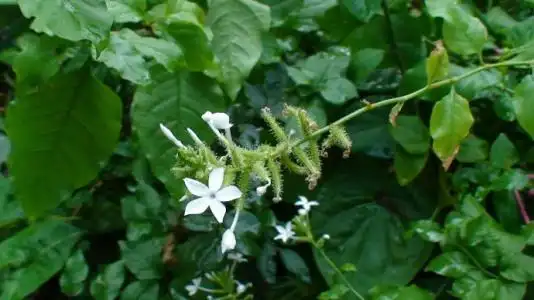 白花丹以根和叶入药.秋季采集,根晒干后入药,鲜叶仅供外用.