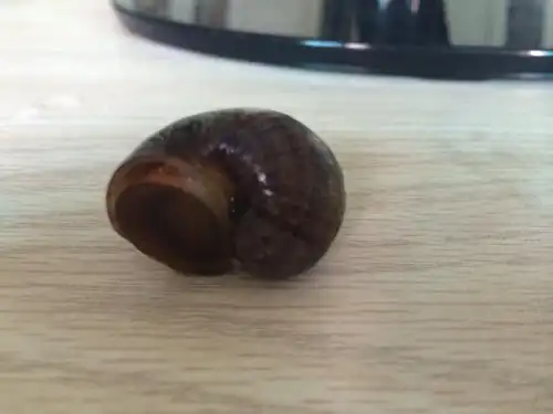 这种蜗牛是在水里养的吗怎么养?