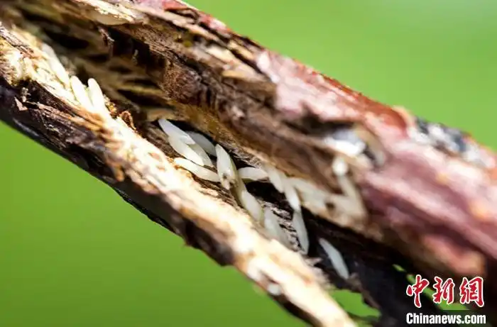 果木枝条中的蝉卵开始孵化.鹿楼镇政府供图
