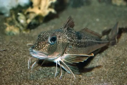 eutrigla gurnardus什么鱼