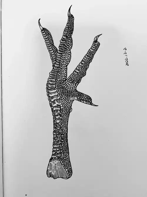 13鸡爪爪怎么做才好吃呢